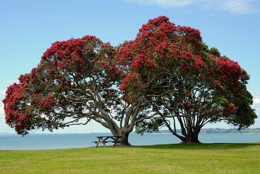 Whitford and the Pohutukawa Coast: Auckland's rural treasures